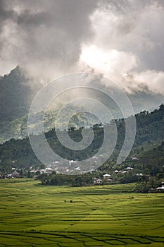 Spider web rice field in Ruteng.