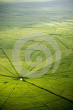 Spider web rice field in Ruteng.