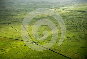 Spider web rice field in Ruteng. photo