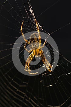 A spider in a web