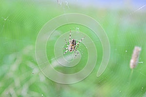 spider in a web in search of prey closeup