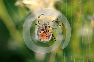 Spider on a spider web
