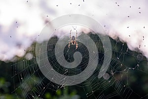A spider in the web with some caught flies
