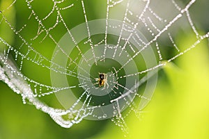 Spider web with some water droplets