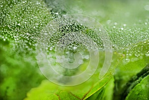 Spider web with some water droplets early in the morning