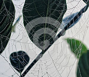 The spider web with some water droplets early in the morning