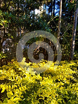 Spider web and spider in garden in the middle of the forest