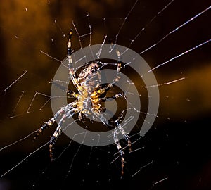 Spider on a Web