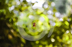 Spider on the web. Spiderweb background, bright yellow green sun light, network of spider, spring season, beauty of wild