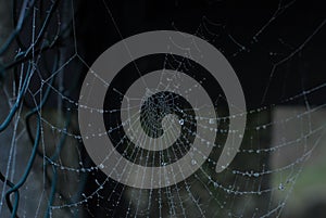 Spider web during winter time water photo