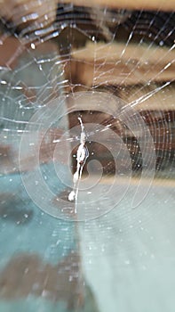 Spider web, spiderweb, spider`s web, or cobweb is a structure created by a spider