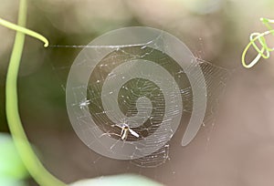 A closeup view of spider web and a mosquito in th web photo