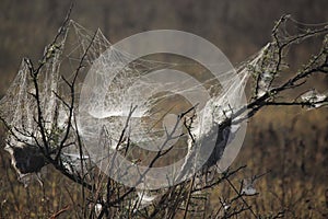 Spider web spread like magic