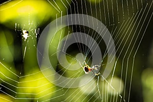 Spider web stretched in the yard . Halloween background