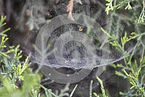 Spider web strung between tree branches