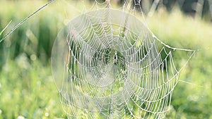Spider web in summer meadow