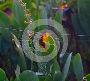 Spider web in the sunlight.