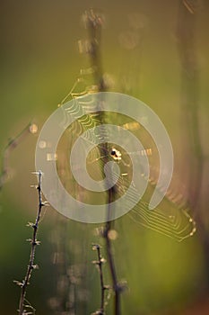 Spider web at sunset