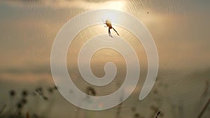 Spider on web sunset backlit time lapse sun goes down 4k