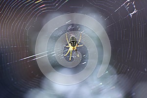 Spider on the web swinging in the wind