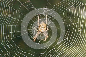 Spider in a web, taken with macro lens