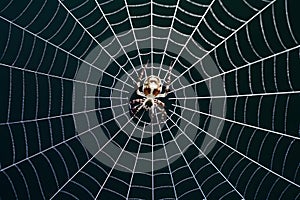 Spider web texture background adds depth and intrigue