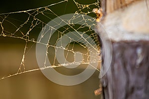 Spider web by the three in golden hour sunsine, setting sun time, damaged cobweb in light, blurred cutting of three