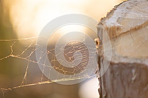 Spider web by the three in golden hour sunsine, setting sun time, damaged cobweb in light, blurred cutting of three