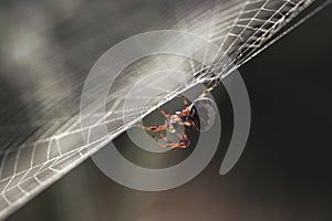 Spider In The Web