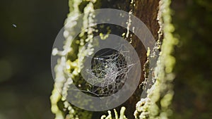 Spider Web on Tree Branches and sun reflection. Spider`s web on Tree Trunk. Web on tree bark with moss and sun