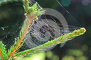 Spider web at tree