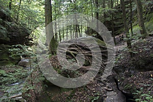 Spider web of tree roots