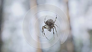 A spider is on the web between trees at a forest during the summer.