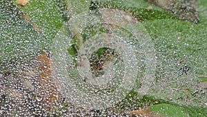 Spider on web in tropical rain forest.