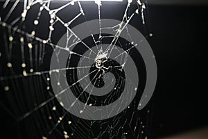 Spider on spider web under a light
