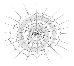 Spider web vector symbol icon design. Beautiful illustration iso