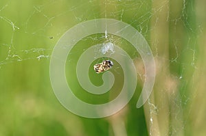 Spider web with victim