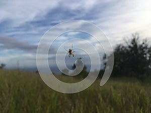 Spider on Web - View of Pacific Ocean from Waimea Canyon on Kauai Island, Hawai.