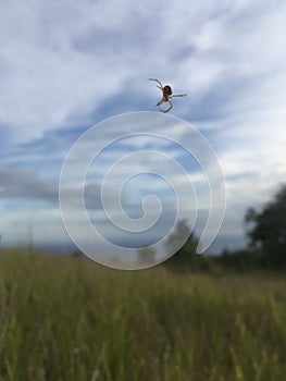 Spider on Web - View of Pacific Ocean from Waimea Canyon on Kauai Island, Hawai.