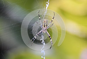 Spider on web waiting for a prey