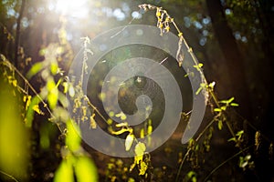 Walk in the autumn forest. A spider in a web is waiting for prey