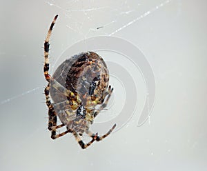 Spider in web waiting to catch prey. Arachnid.
