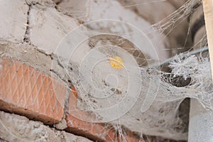 Spider web on the wall. gossamer web on the wall