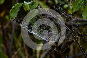 Spider web with water droplets.