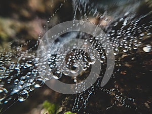 Spider web with water droplets