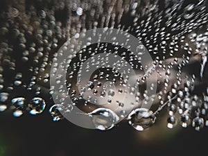 Spider web with water droplets