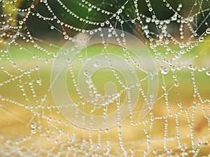 Spider web