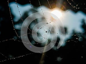 Spider web with water droplets