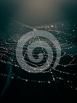 Spider web with water droplets