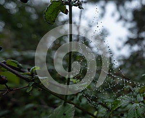 Spider web with water droplets suspended between plant branches on rainy autumn day.